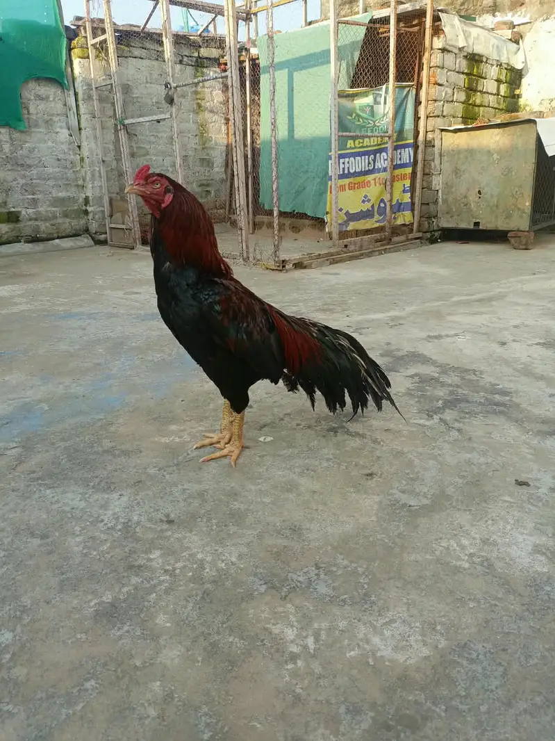 Aseel morga aseel morgi — photo 6