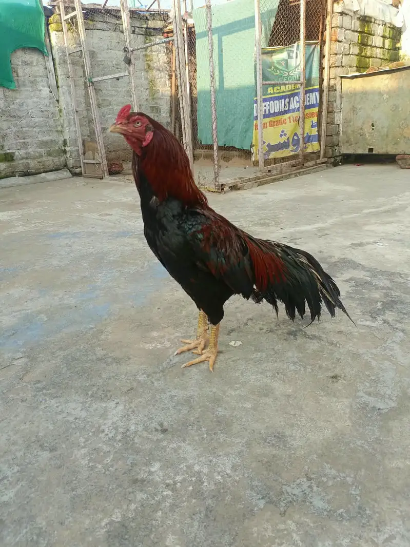 Aseel morga aseel morgi — photo 7