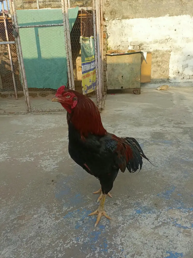 Aseel morga aseel morgi — photo 8