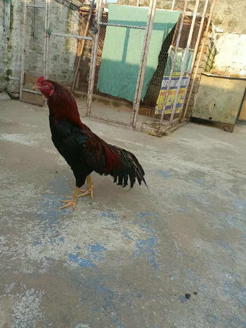 Aseel morga aseel morgi — photo 9