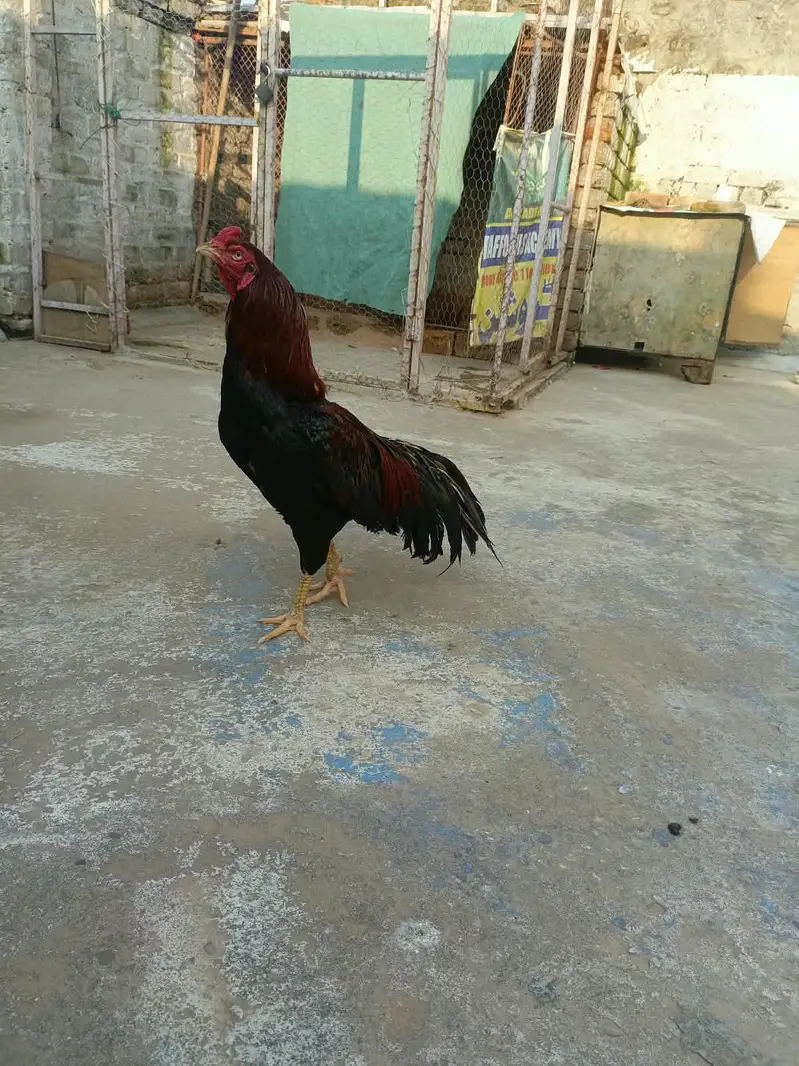 Aseel morga aseel morgi — photo 10
