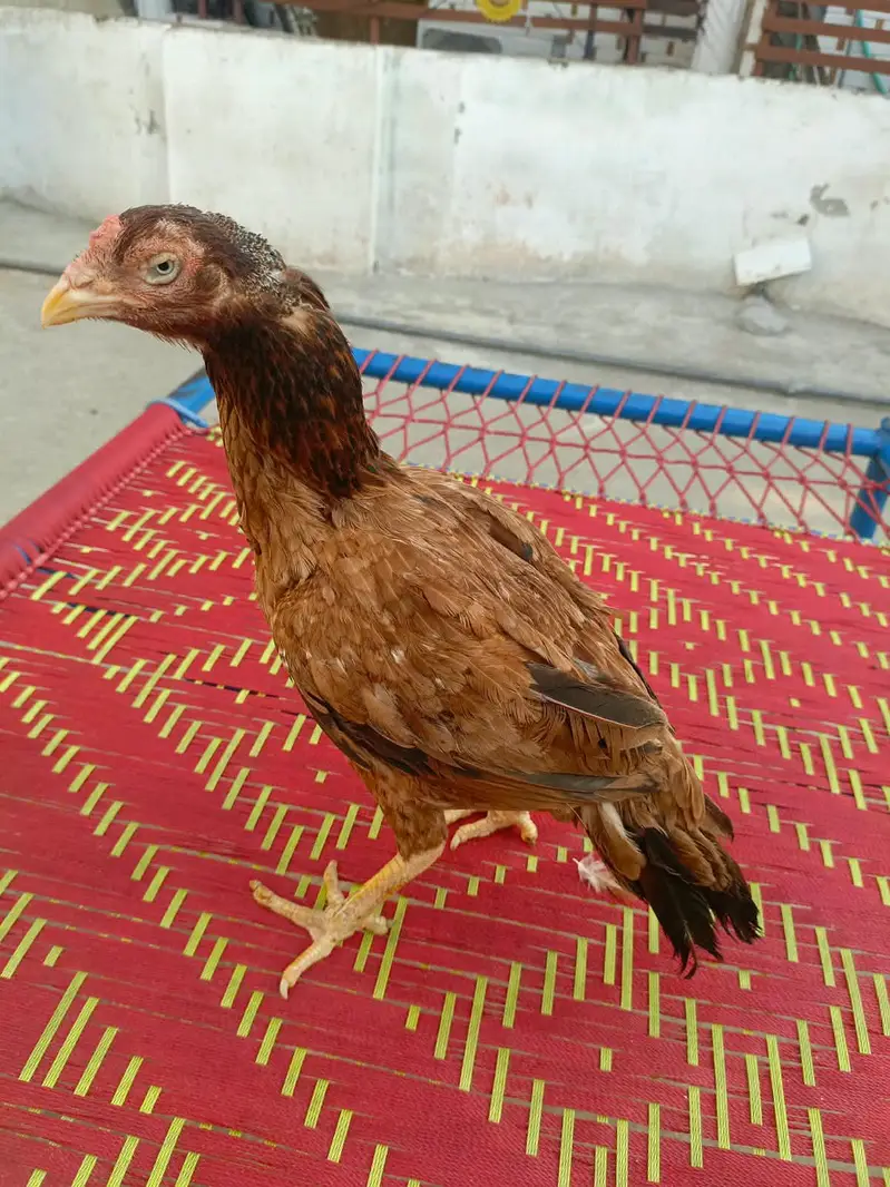 Aseel morga aseel morgi — photo 11