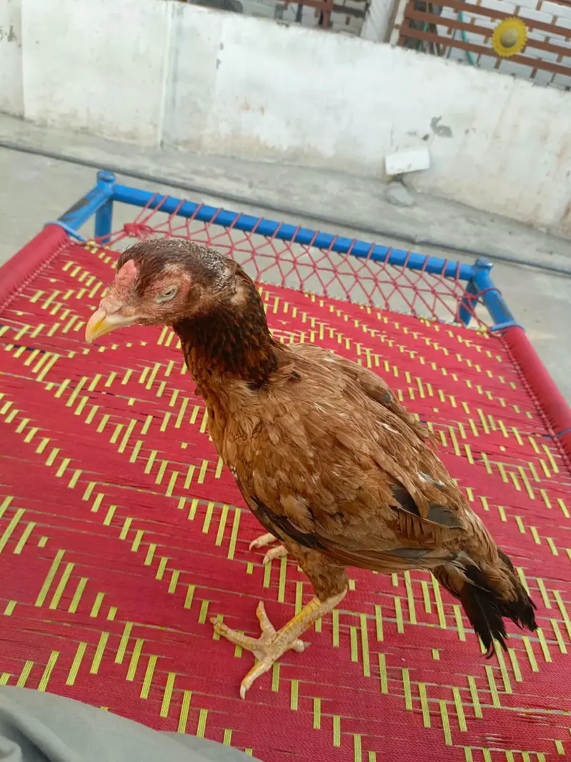 Aseel morga aseel morgi — photo 12
