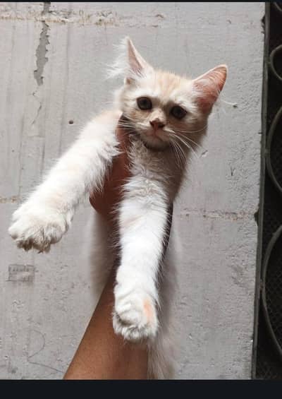 Persian cat