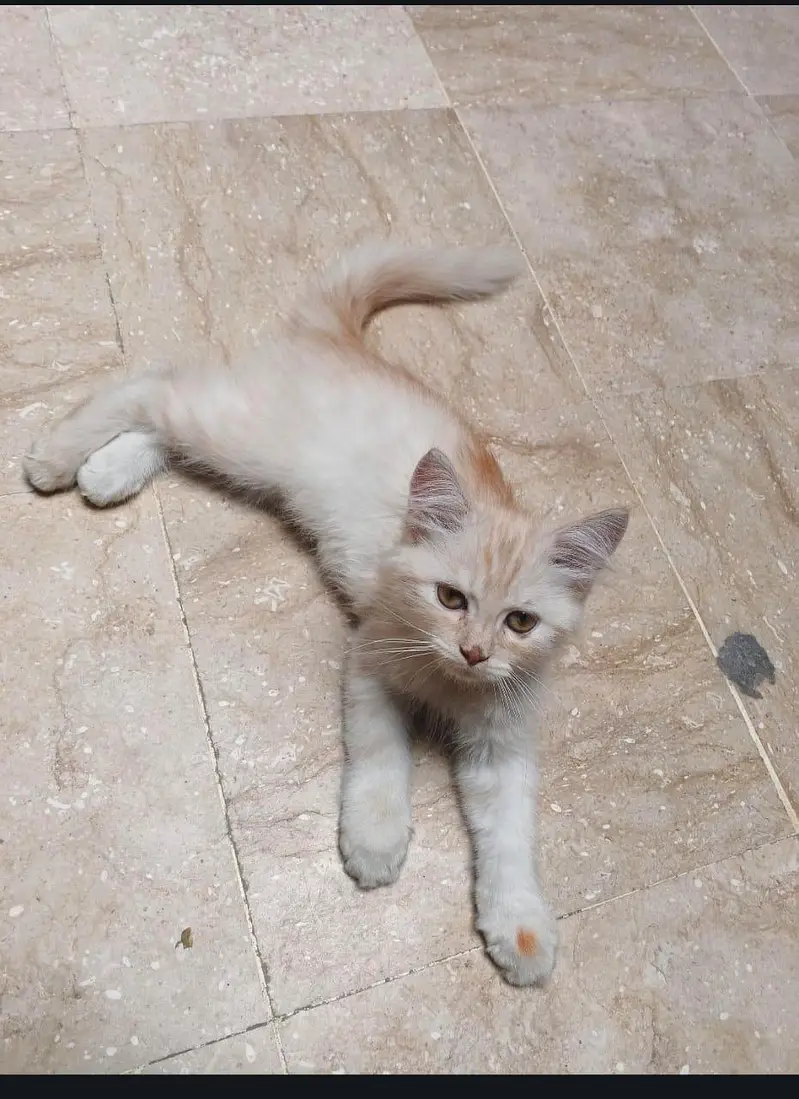 Persian cat — photo 2