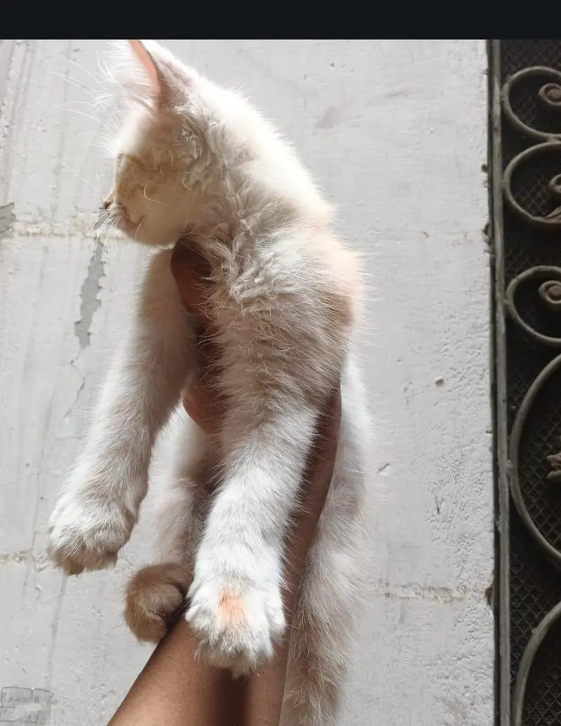 Persian cat — photo 3