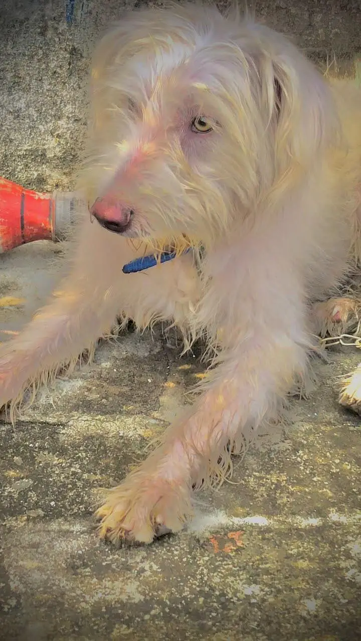 Russian dog 7 months — photo 3
