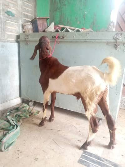 Desi Mundda bakra
