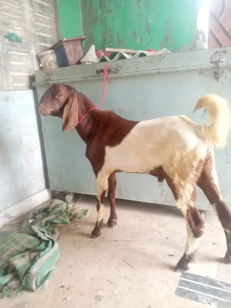 Desi Mundda bakra — photo 2