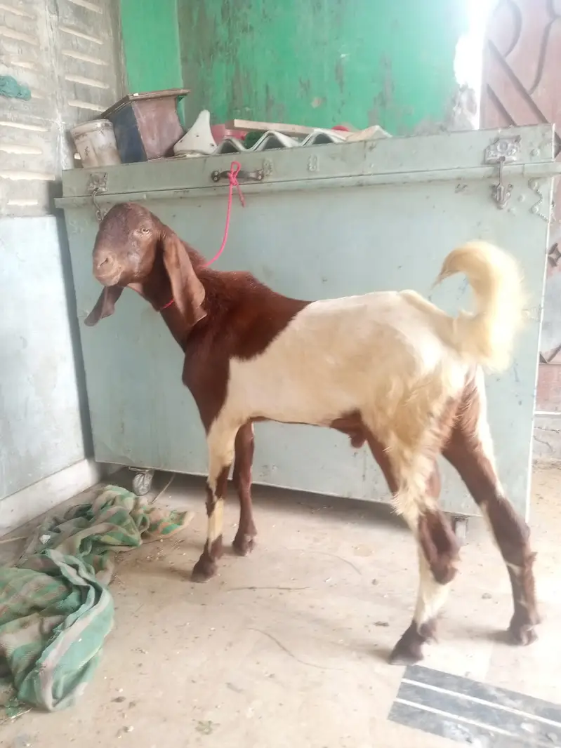 Desi Mundda bakra — photo 3