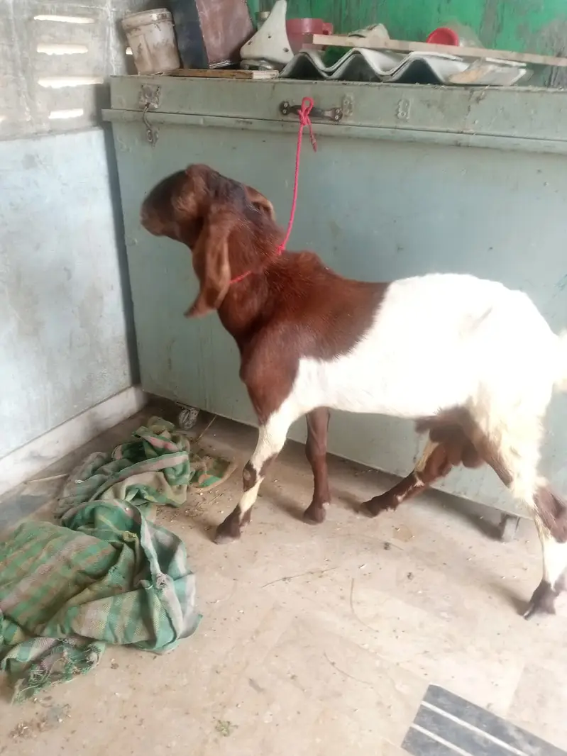 Desi Mundda bakra — photo 4