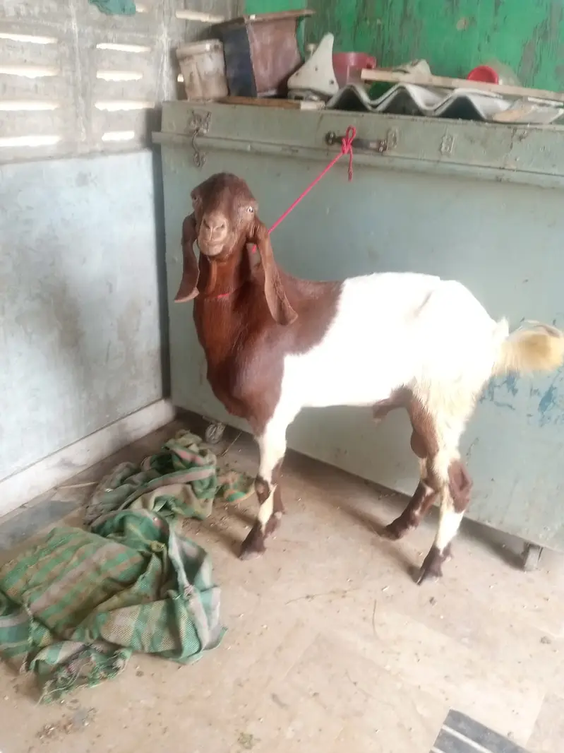 Desi Mundda bakra — photo 5