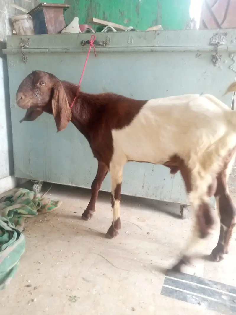 Desi Mundda bakra — photo 6