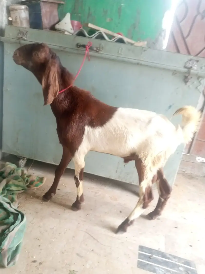 Desi Mundda bakra — photo 7