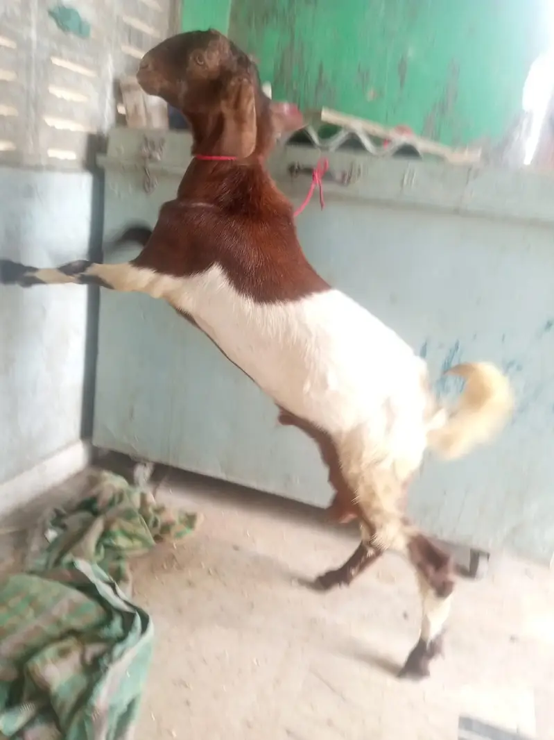 Desi Mundda bakra — photo 8