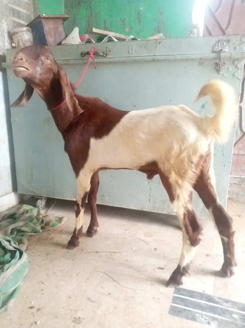 Desi Mundda bakra — photo 9