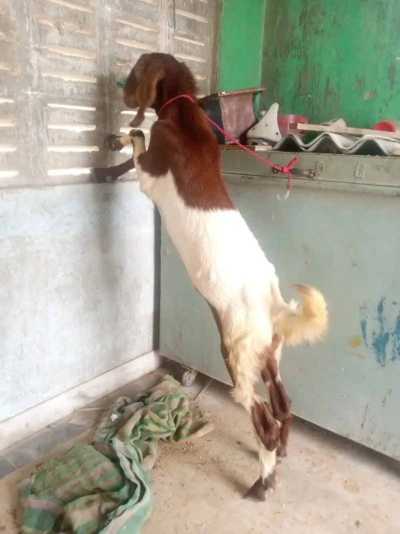 Desi Mundda bakra — photo 10
