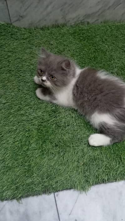 American dol face Persian kittens male black and white