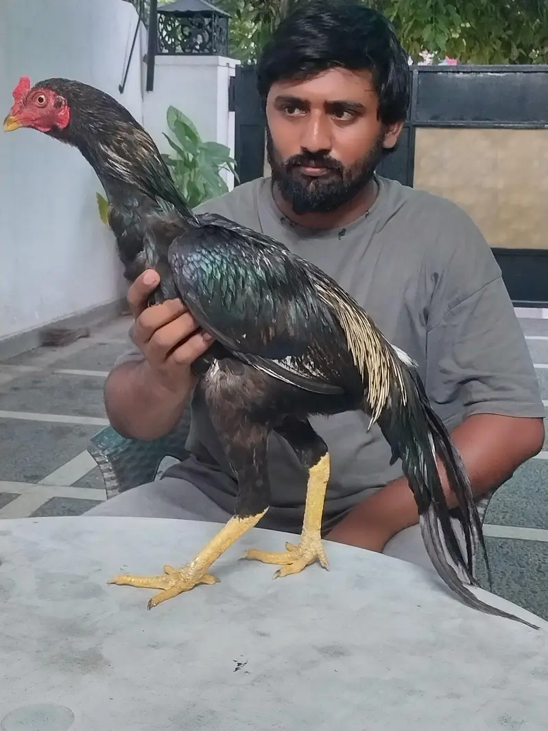aseel murga — photo 2