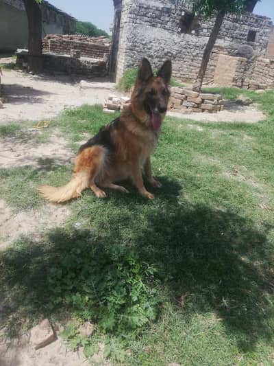 gs female for sale
