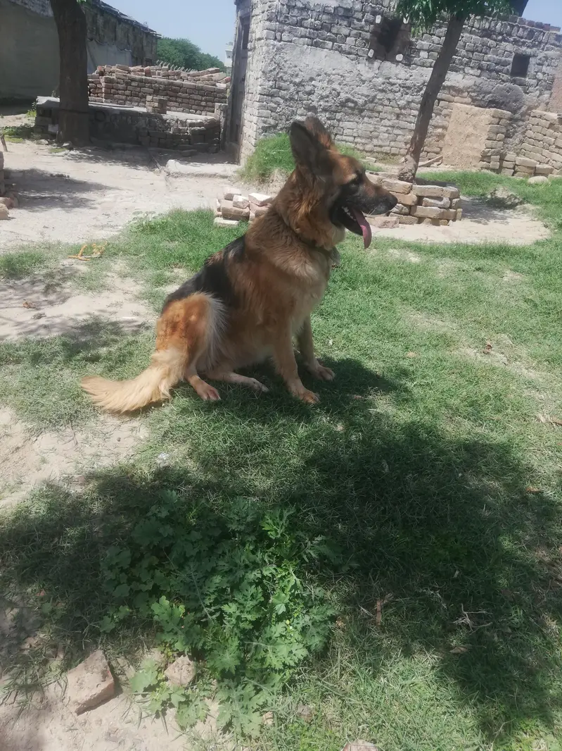 gs female for sale — photo 4