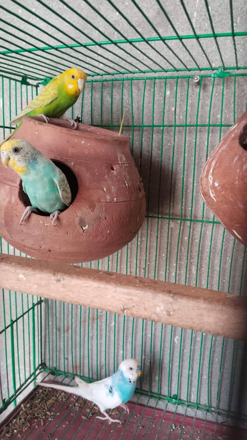 Budgie 0