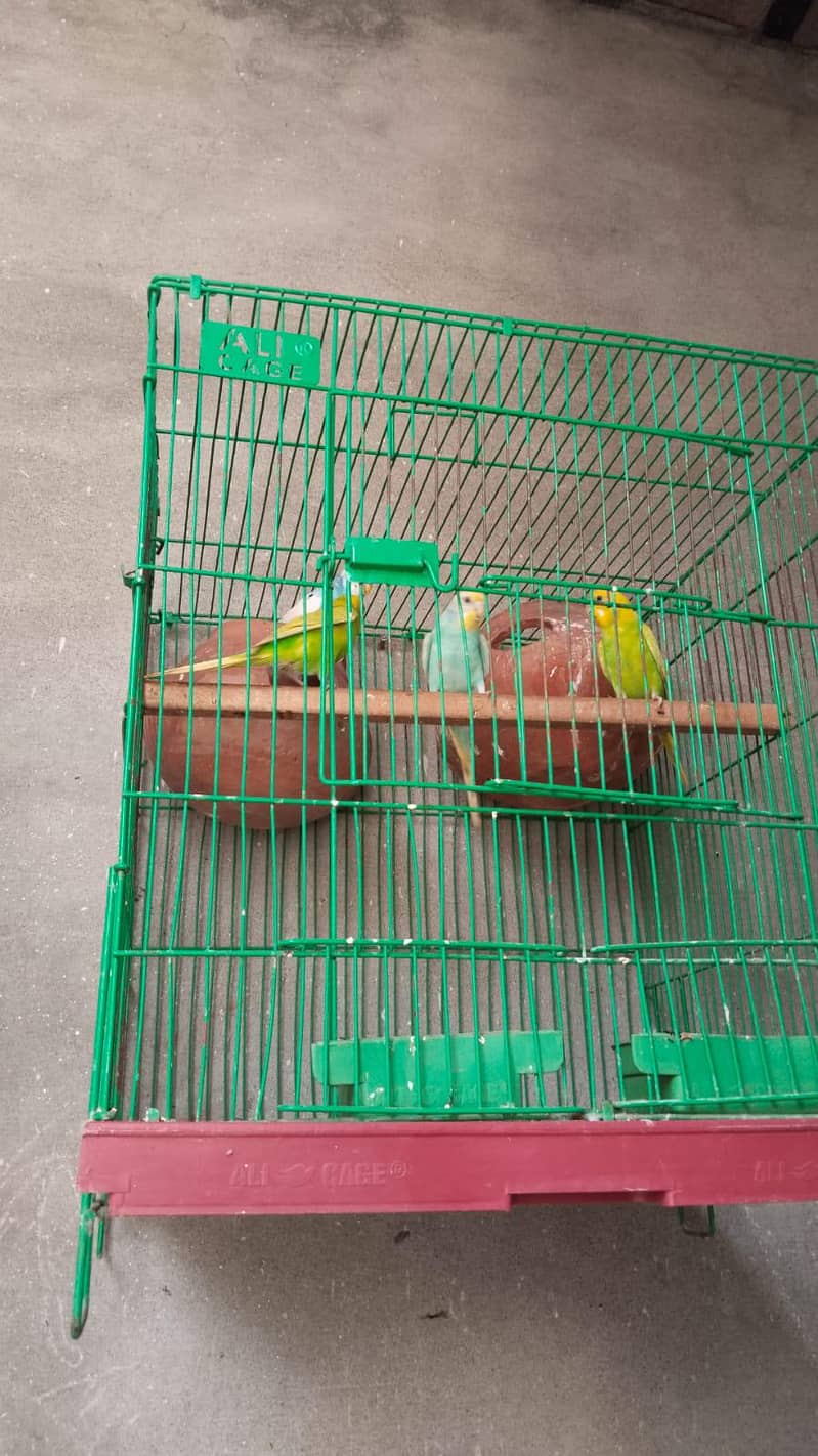 Budgie 1