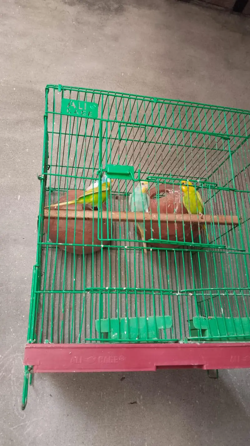 Budgie — photo 2