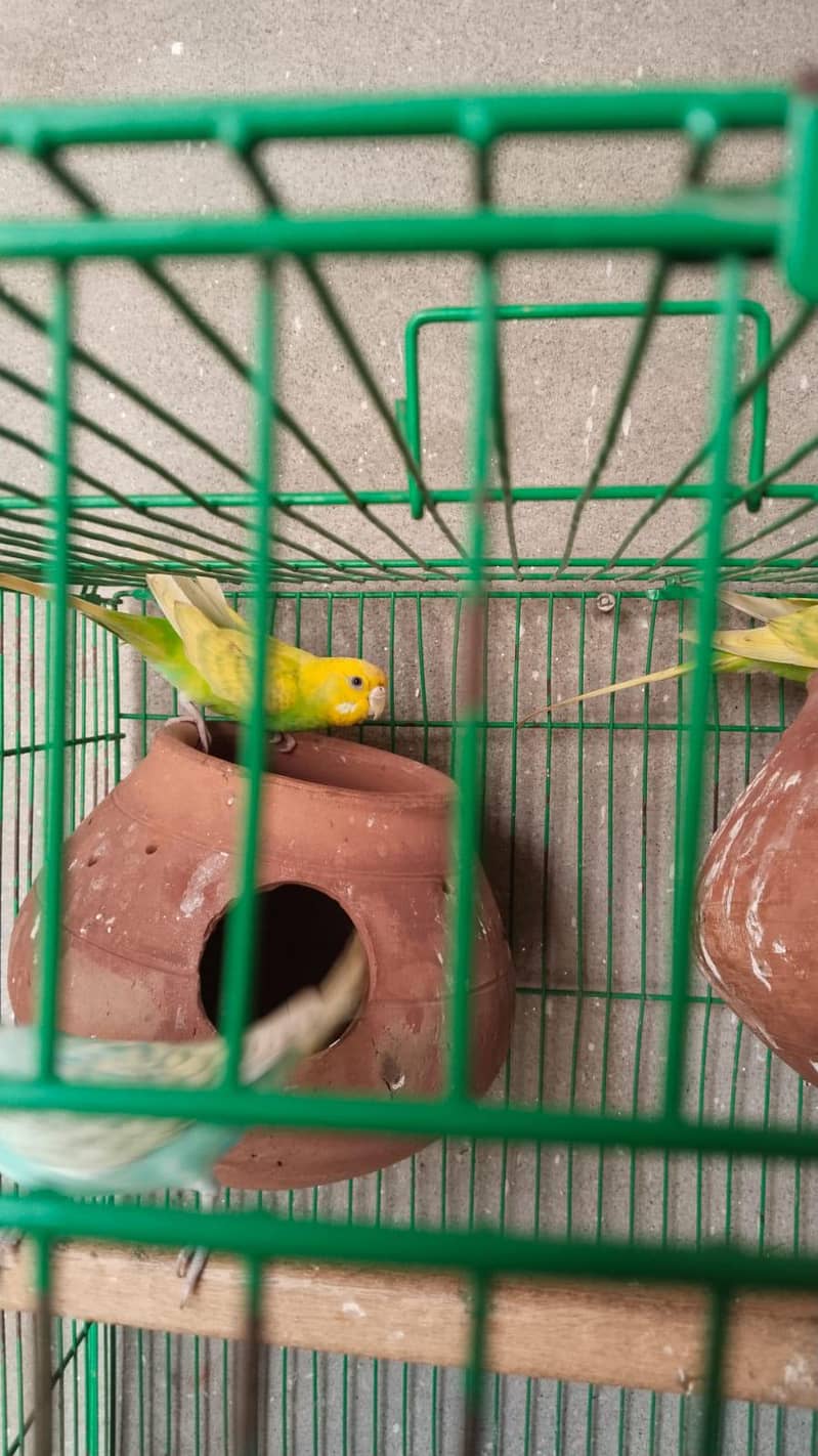 Budgie 2
