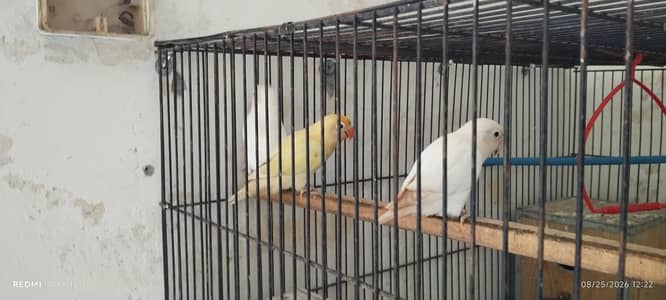 lovebirds for sale in good shape