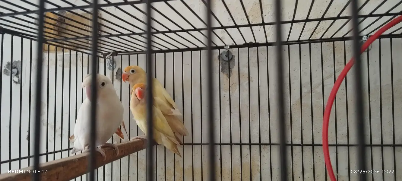 lovebirds for sale in good shape — photo 2
