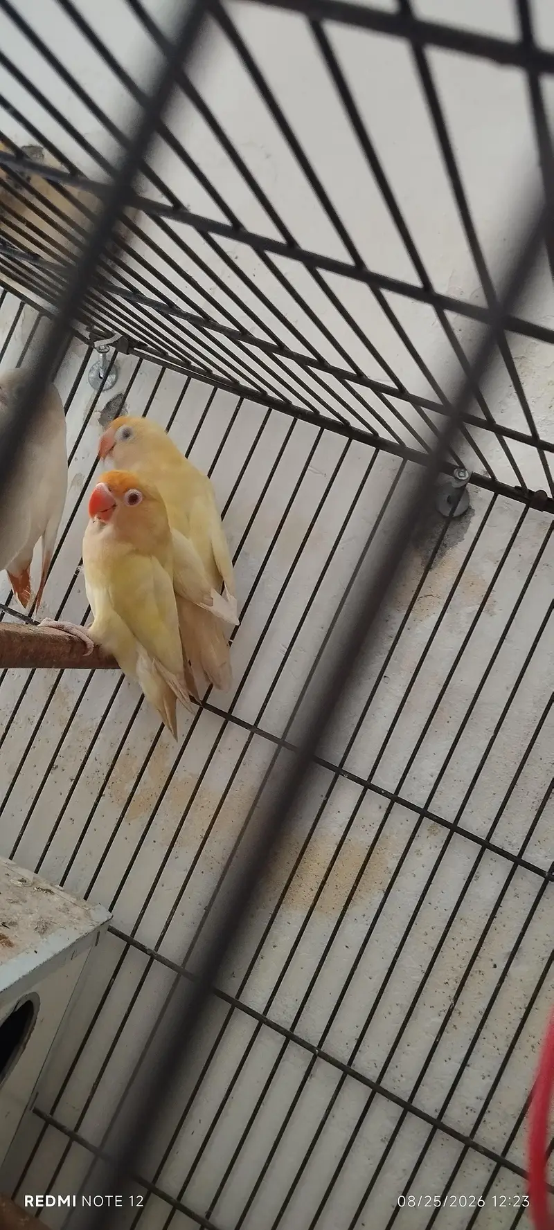 lovebirds for sale in good shape — photo 3