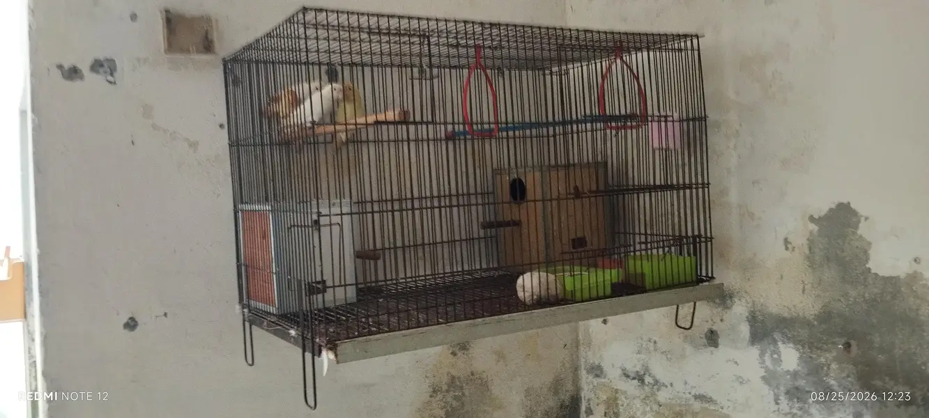 lovebirds for sale in good shape — photo 4