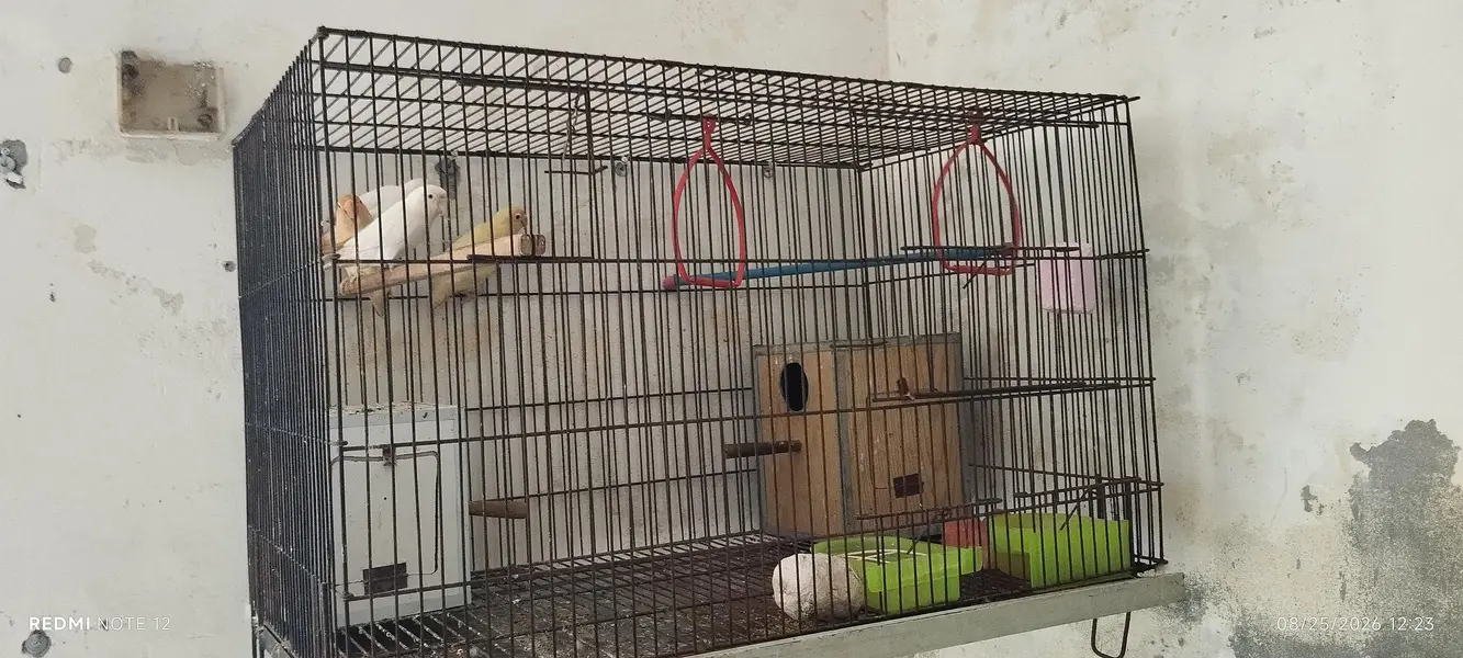 lovebirds for sale in good shape — photo 5