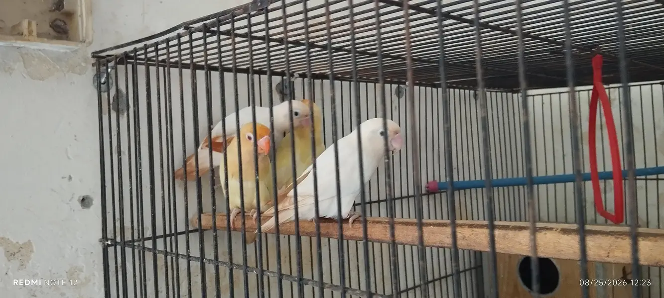 lovebirds for sale in good shape — photo 6