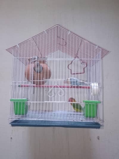 Lovebirds pair with one female three piece with cage and five egg