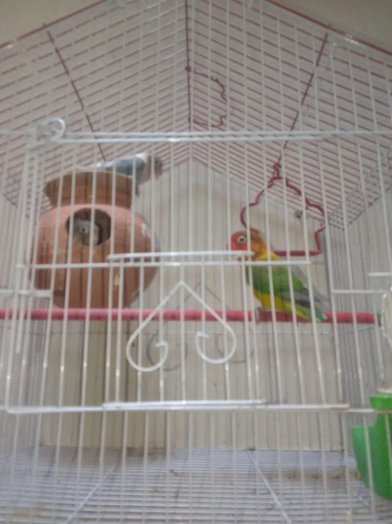 Lovebirds pair with one female three piece with cage and five egg — photo 2