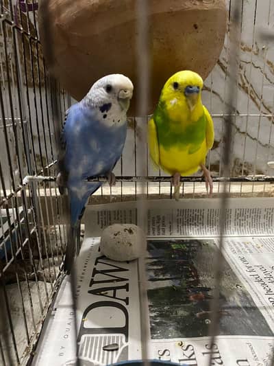 Australian Parrot / Budgies for sale