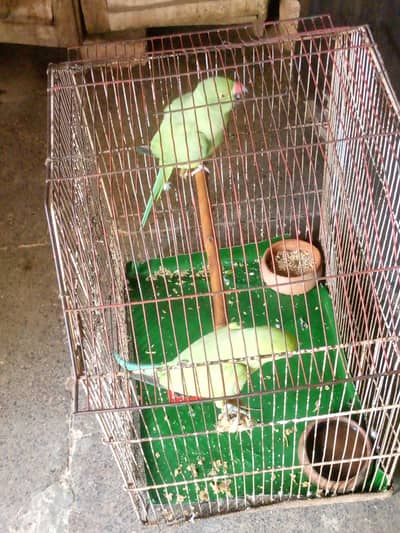 ring nick parrot pair