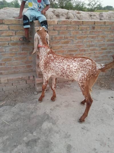 desi Bakra for Sale Call 03242700765