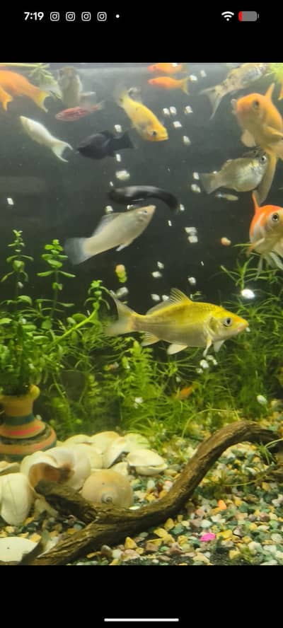 4x Healthy & Active Goldfish for Sale