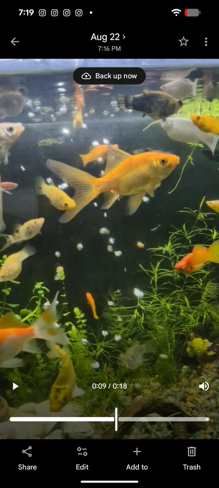 4x Healthy & Active Goldfish for Sale — photo 2