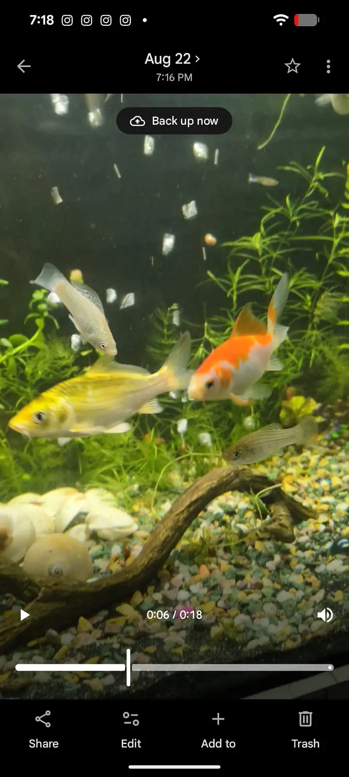 4x Healthy & Active Goldfish for Sale — photo 3