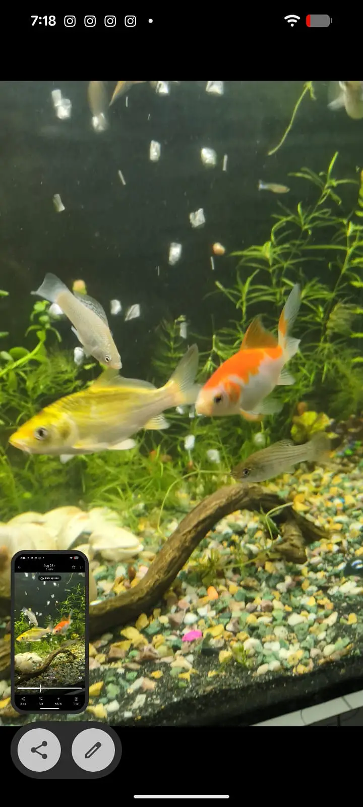 4x Healthy & Active Goldfish for Sale — photo 4