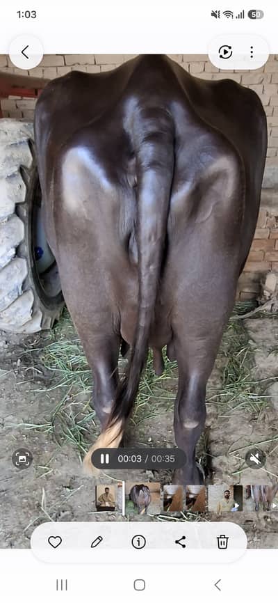 نیلی کی خوبصورت بھینس خریدنے کیلئے رابطہ کریں