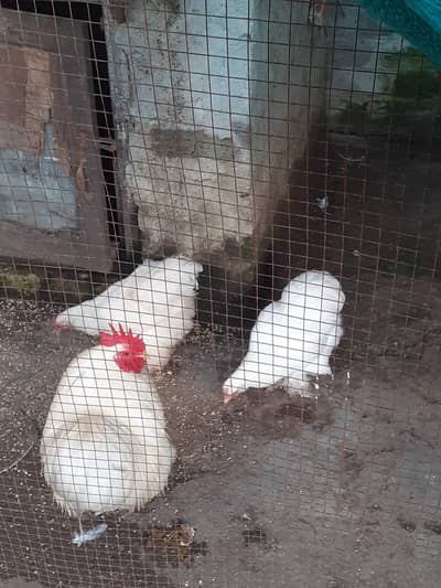 Cochine bantam A plus quality