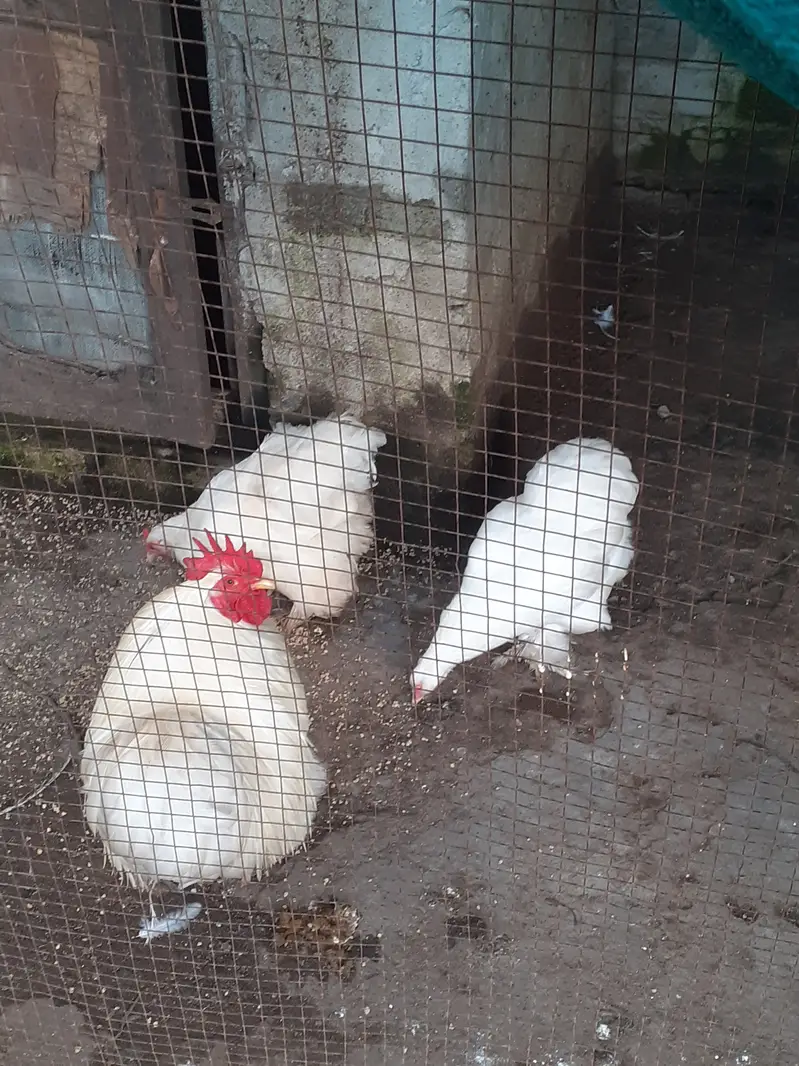 Cochine bantam A plus quality — photo 2