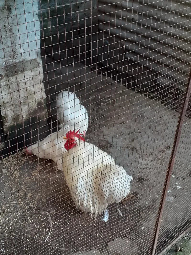 Cochine bantam A plus quality — photo 3