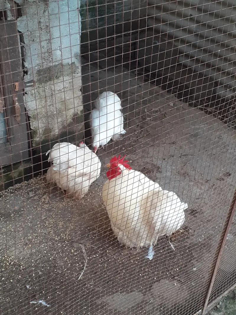 Cochine bantam A plus quality — photo 4