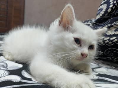Playful & Active Kitten Looking for a New Home 